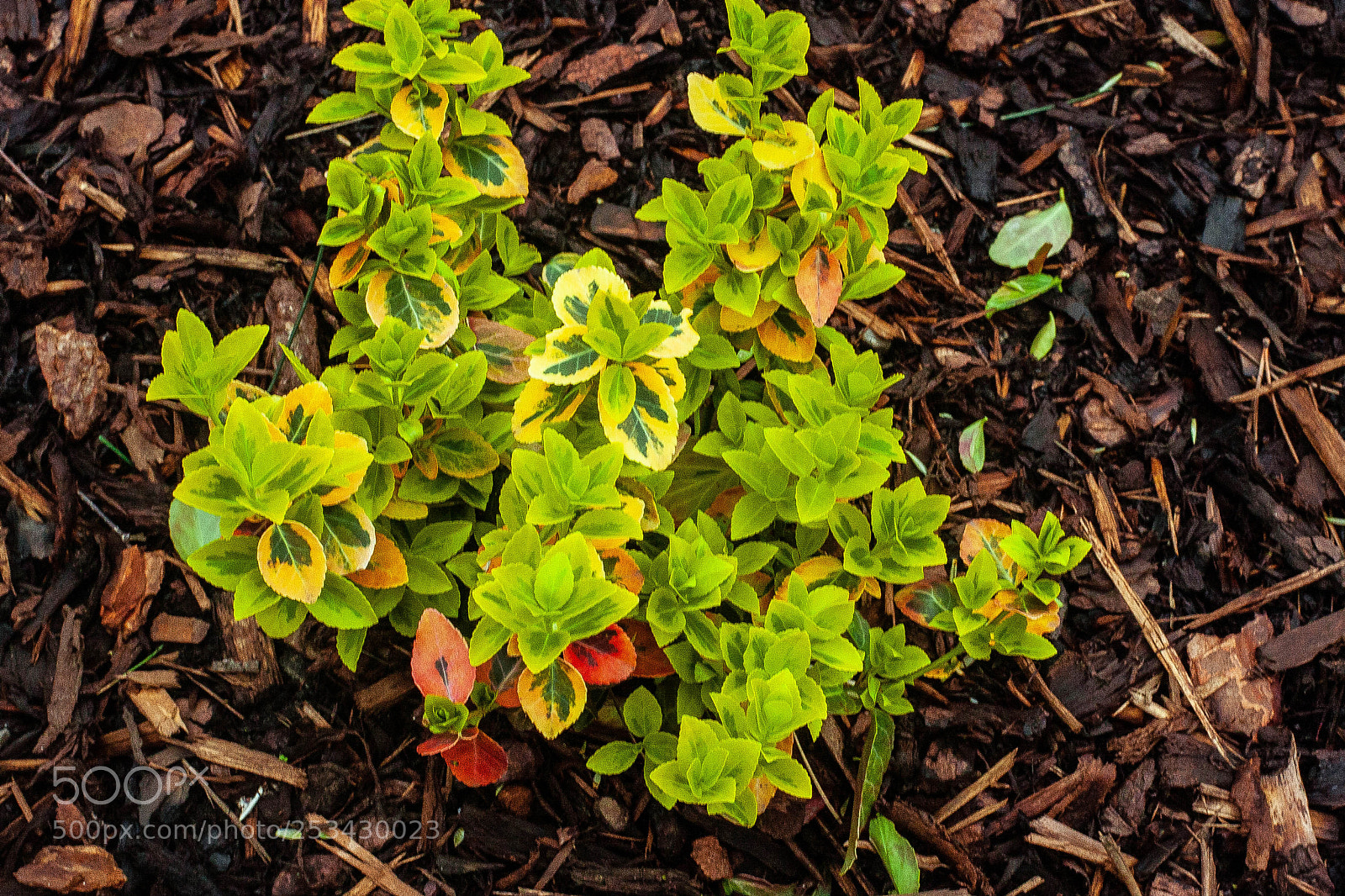 Canon EOS 40D sample photo. Leaves photography