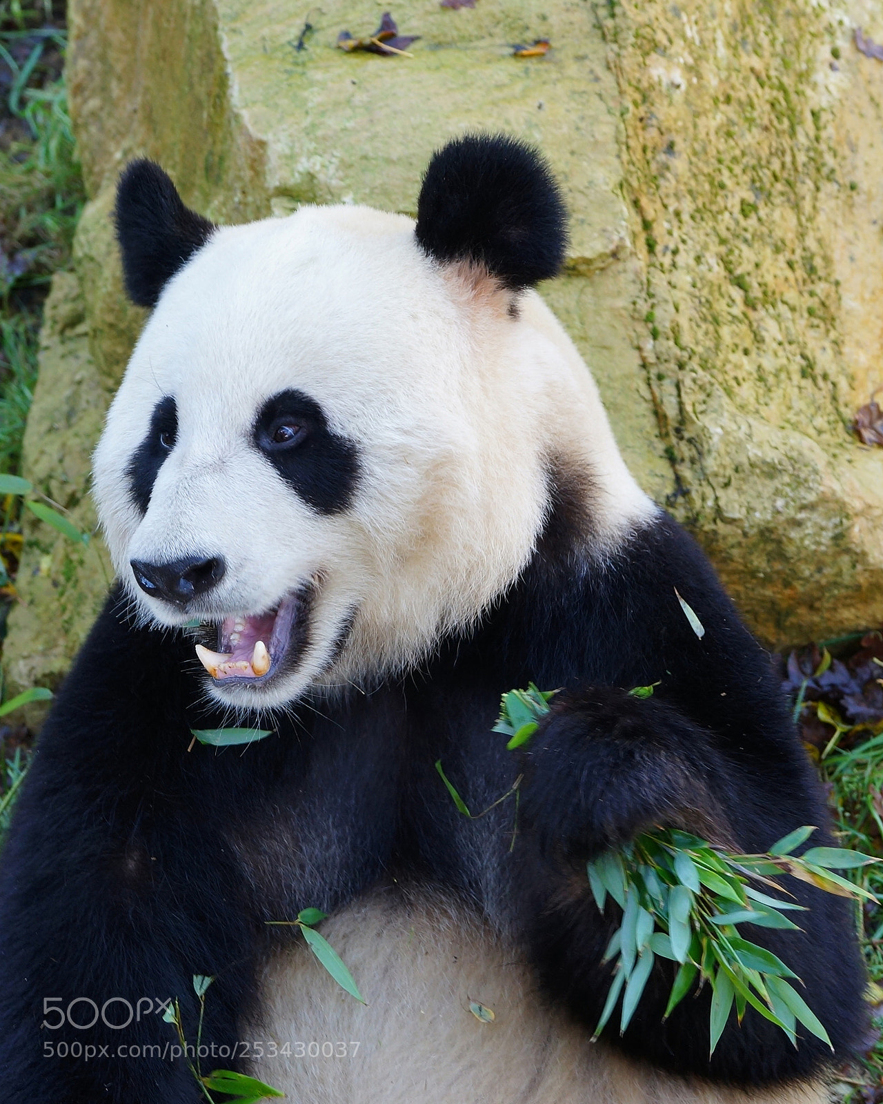 Sony SLT-A99V sample photo. Panda photography