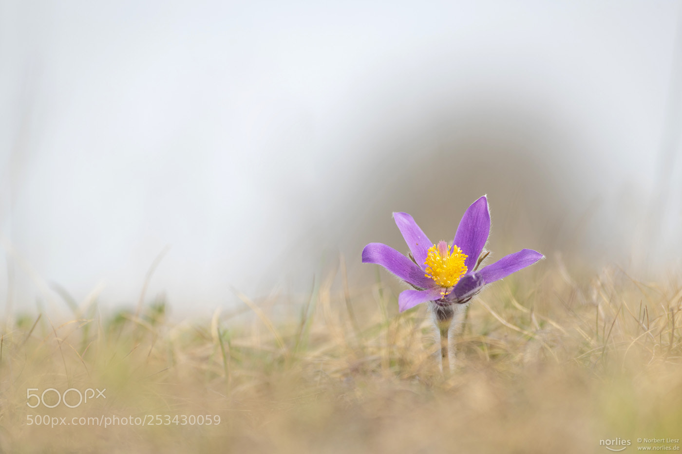 Nikon D850 sample photo. Pulsatilla vulgaris photography