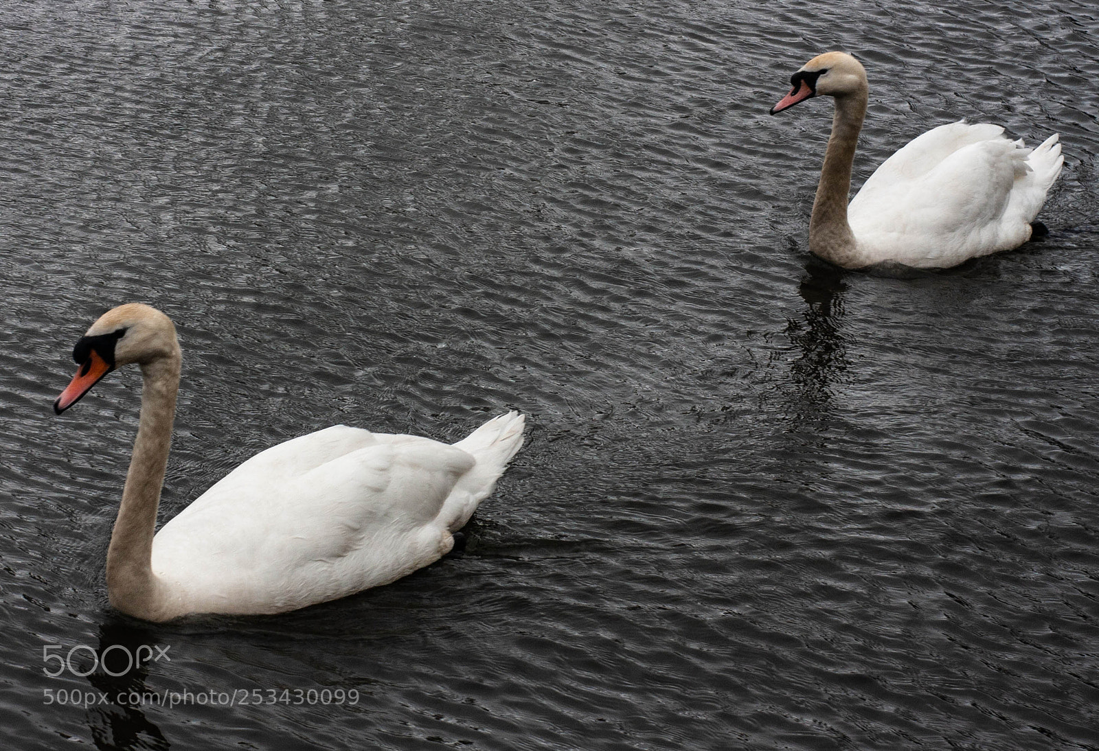 Canon EOS 40D sample photo. Swans photography