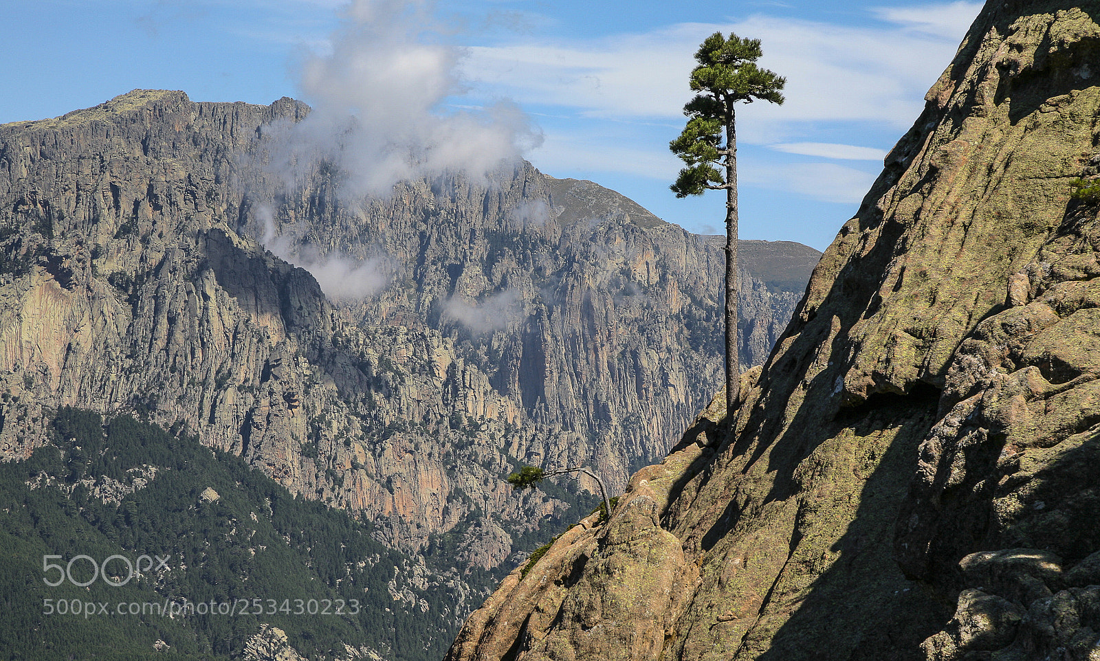 Canon EOS 5D sample photo. One tree in the photography