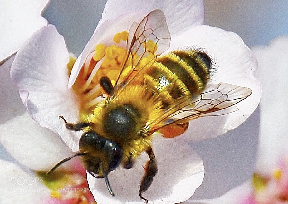 Nikon D7000 sample photo. The bee photography