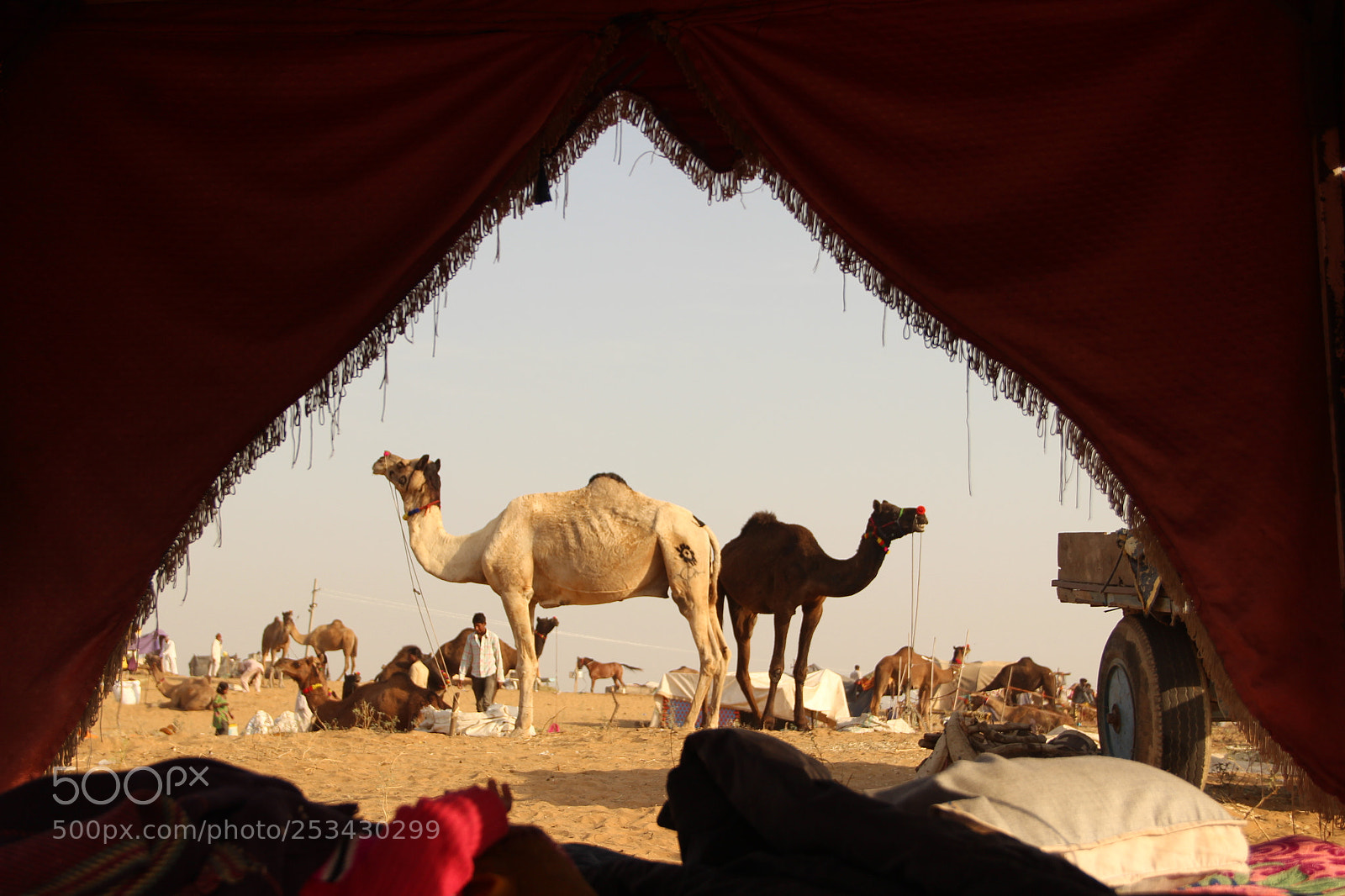 Canon EF-S 18-135mm F3.5-5.6 IS sample photo. Came, pushkar mela photography