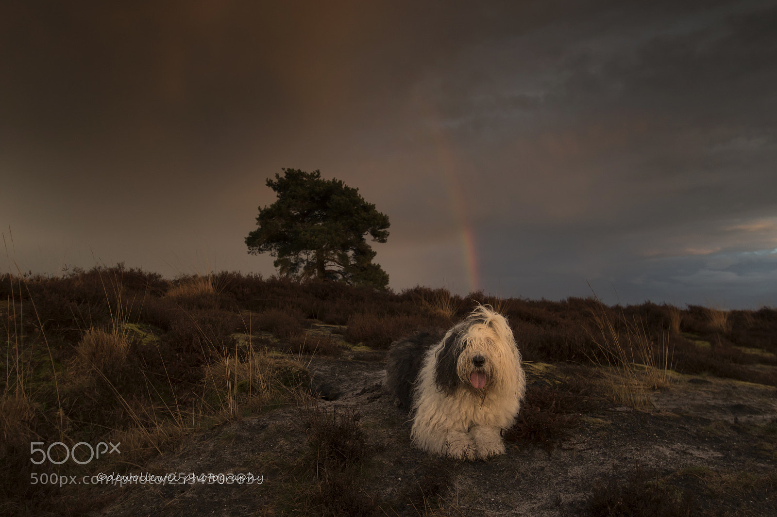 Canon EOS 7D Mark II sample photo. Scarlett's sunset photography