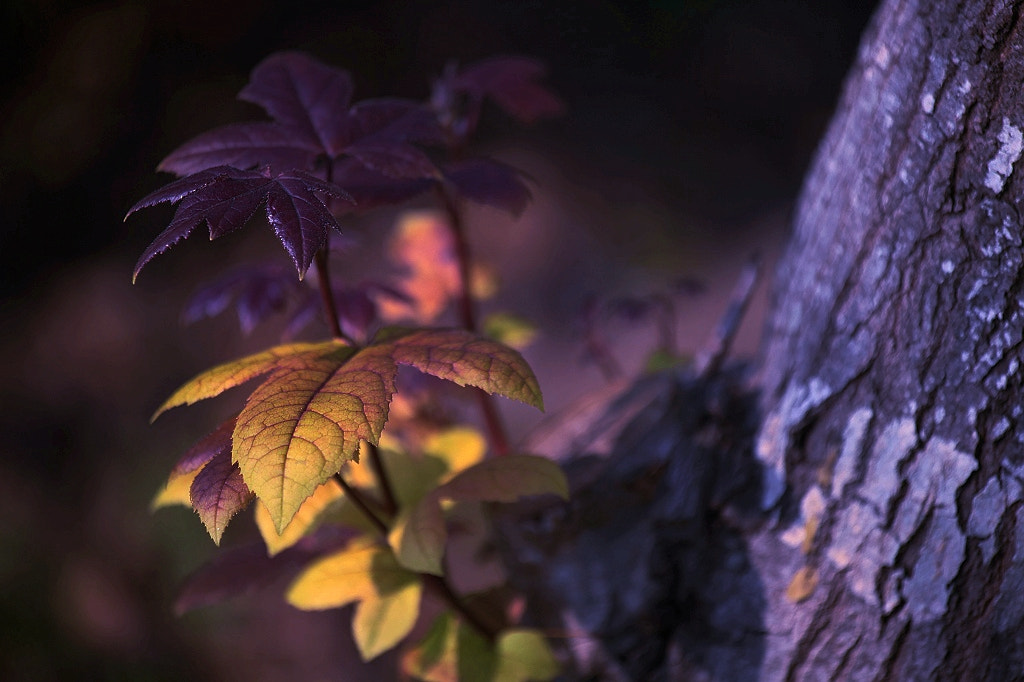 Canon EF 35-80mm f/4-5.6 sample photo. Img photography
