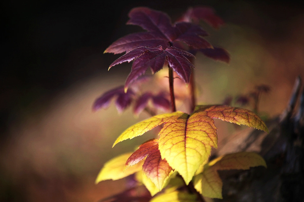 Canon EF 35-80mm f/4-5.6 sample photo. Img photography