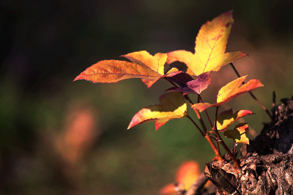 Canon EOS 5D Mark II + Canon EF 35-80mm f/4-5.6 sample photo. Img photography