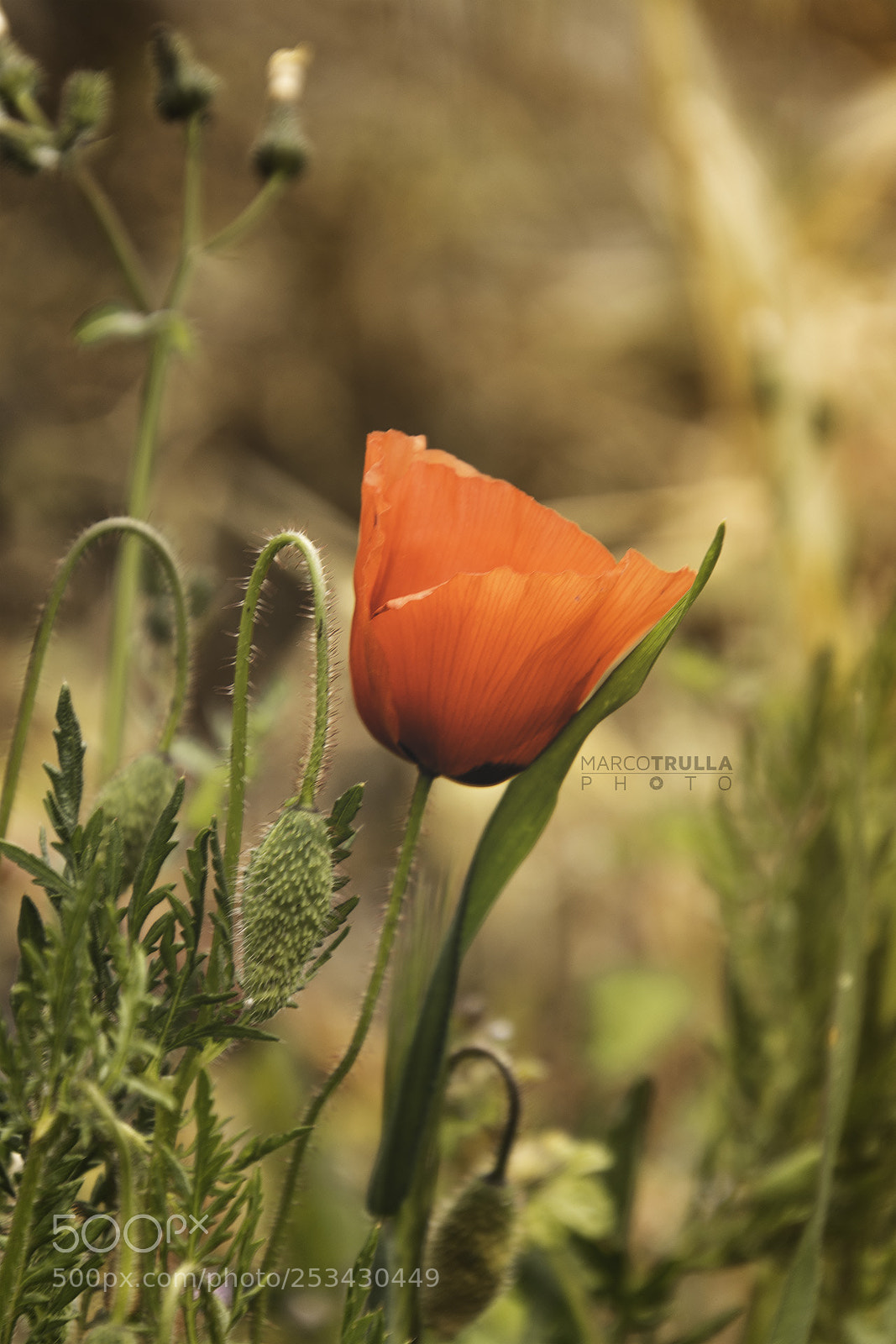 Nikon D7200 sample photo. Poppy photography