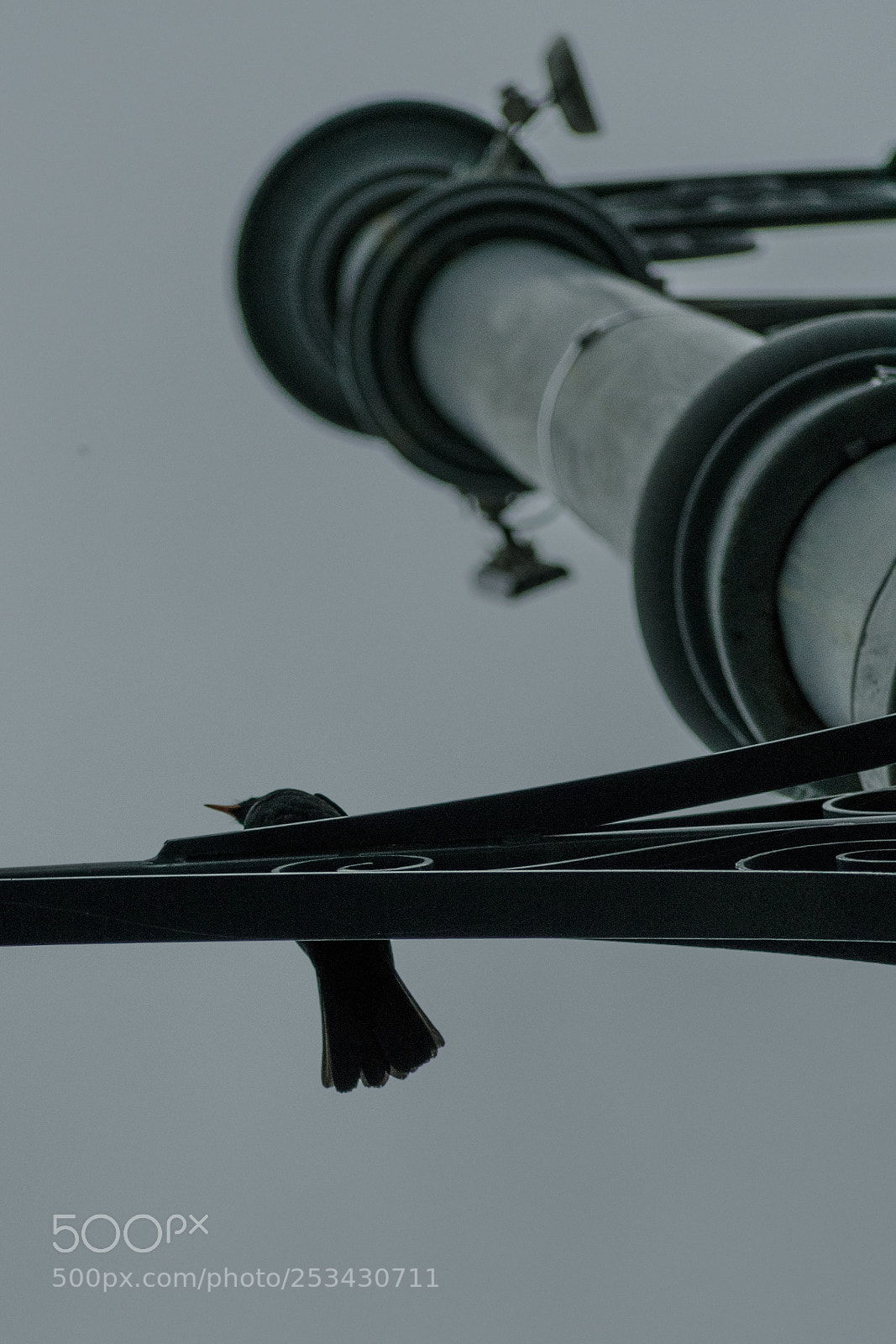 Nikon D3400 sample photo. Bird photography