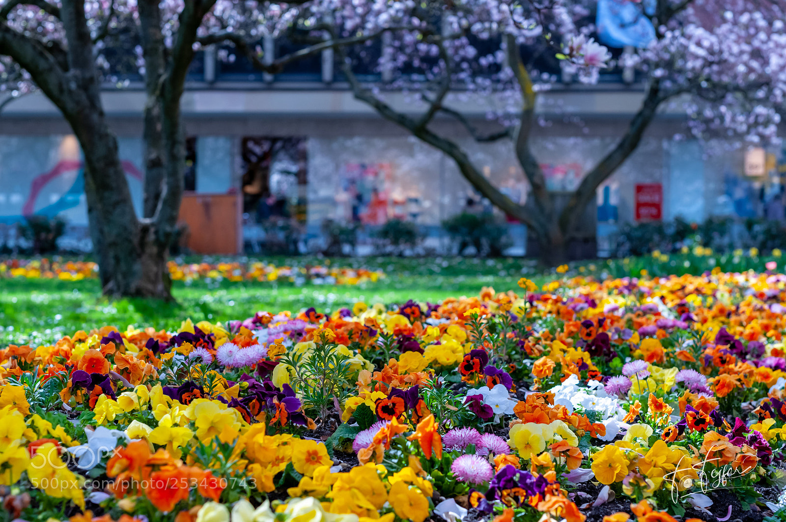 Nikon D300 sample photo. Flowerpower at wuerzburg s photography