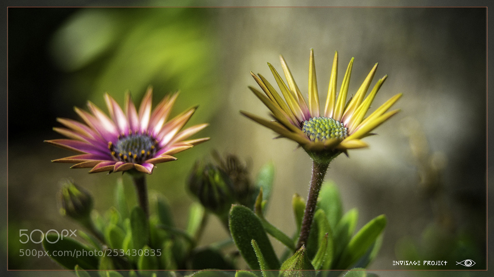 Sony a7R sample photo. Yellows and reds photography