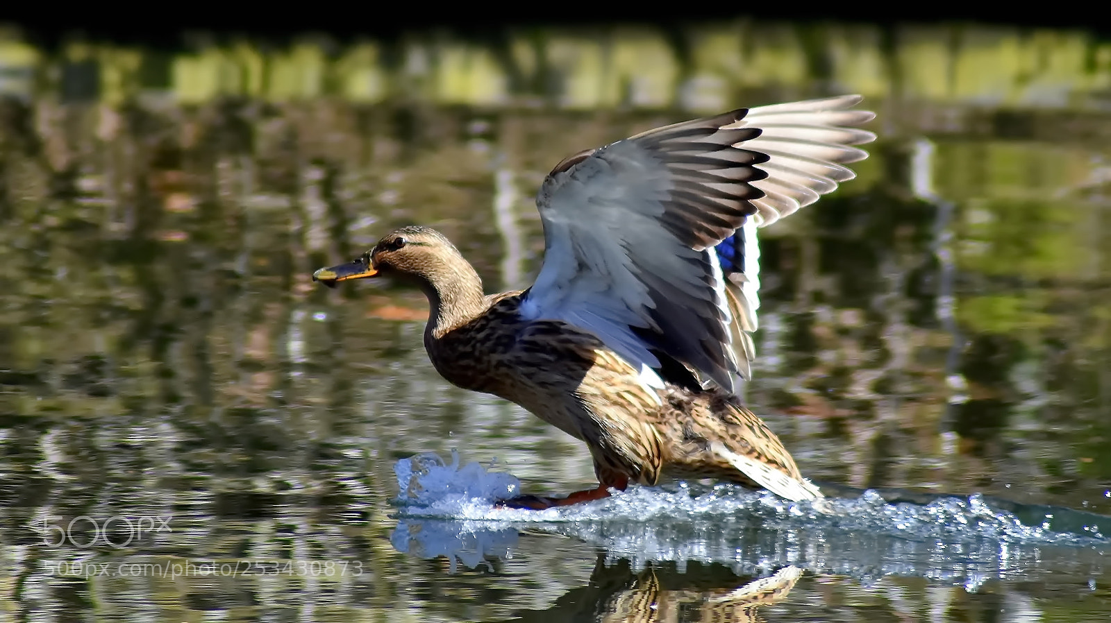 Nikon D3400 sample photo. Nice touchdown... photography