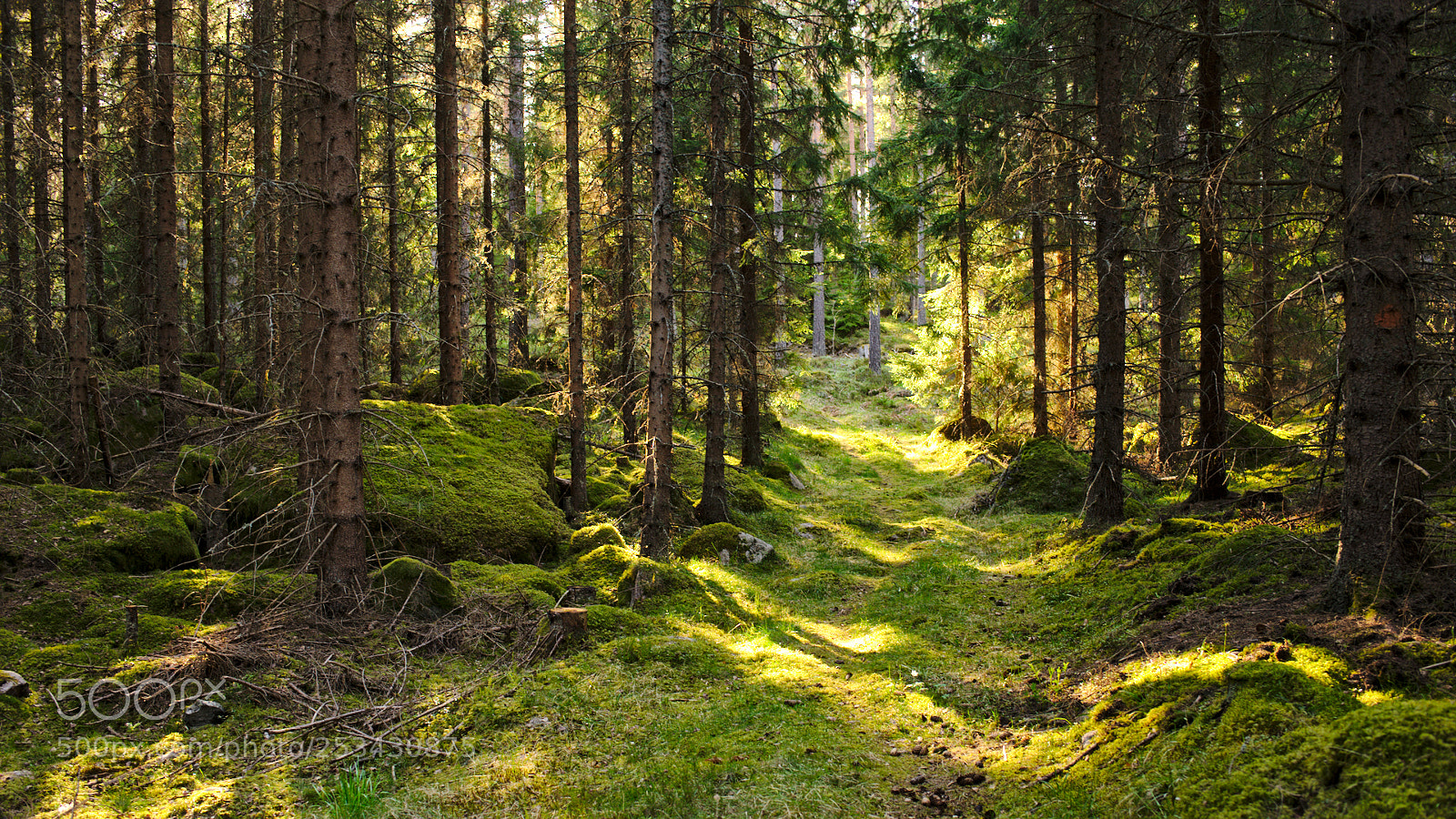 Nikon D700 sample photo. Forest photography