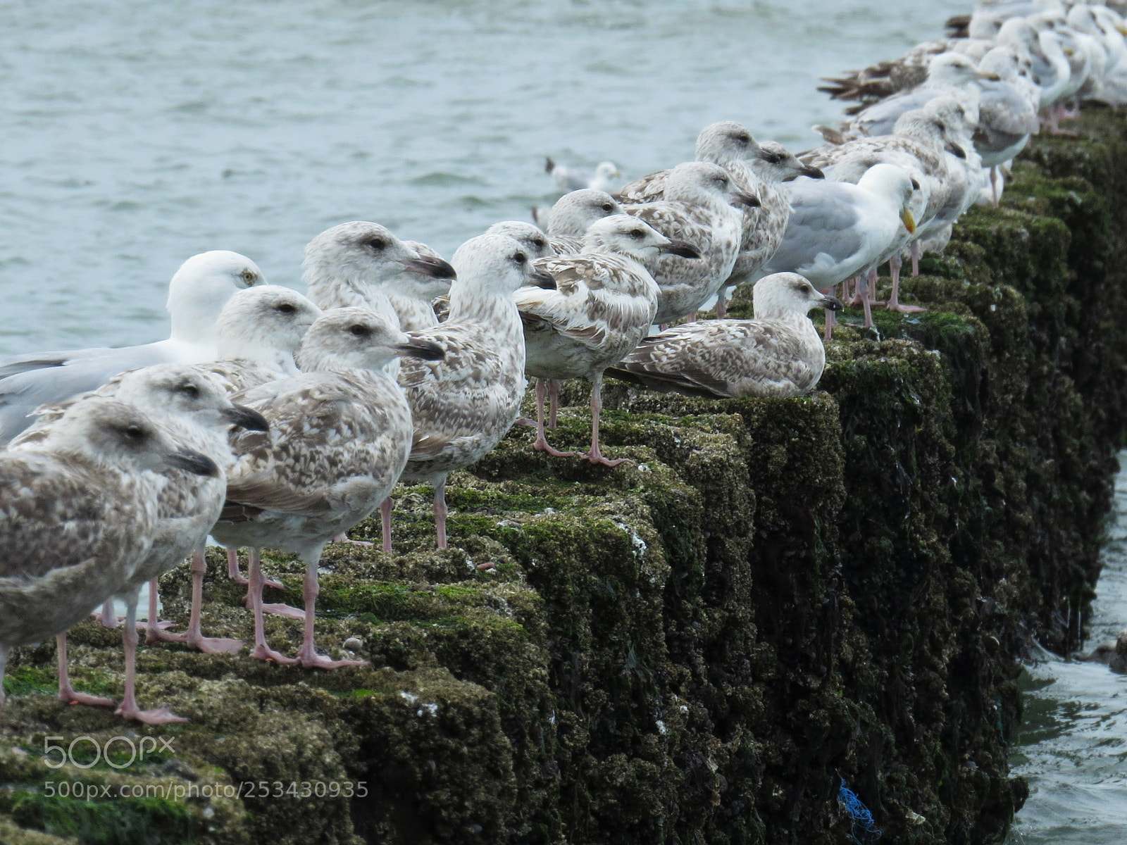 Canon PowerShot SX50 HS sample photo. Birds photography
