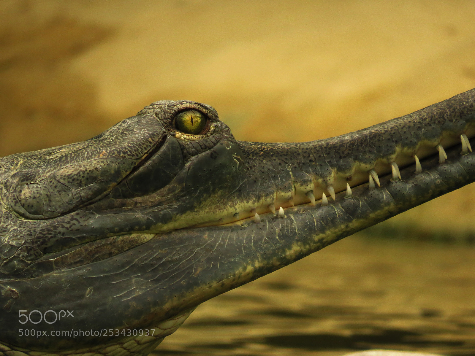 Canon PowerShot SX50 HS sample photo. Alligator photography