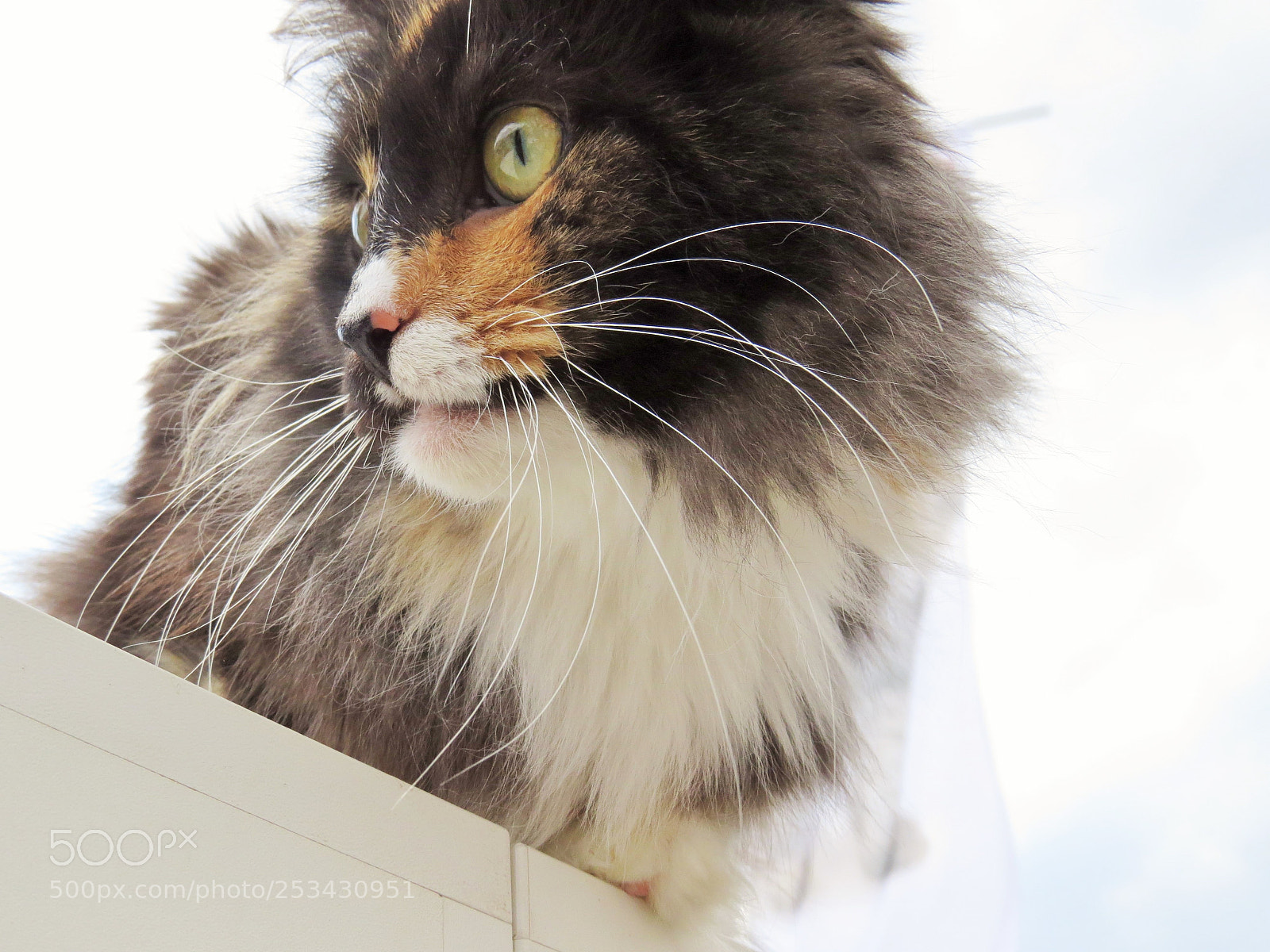 Canon PowerShot SX50 HS sample photo. Cat photography