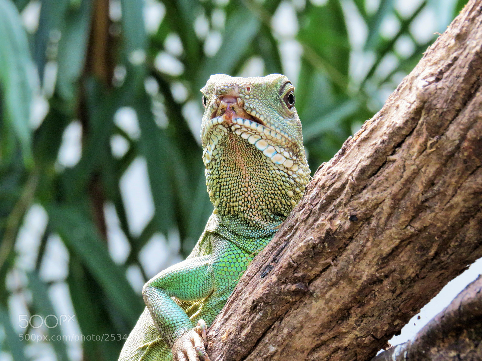 Canon PowerShot SX50 HS sample photo. - photography