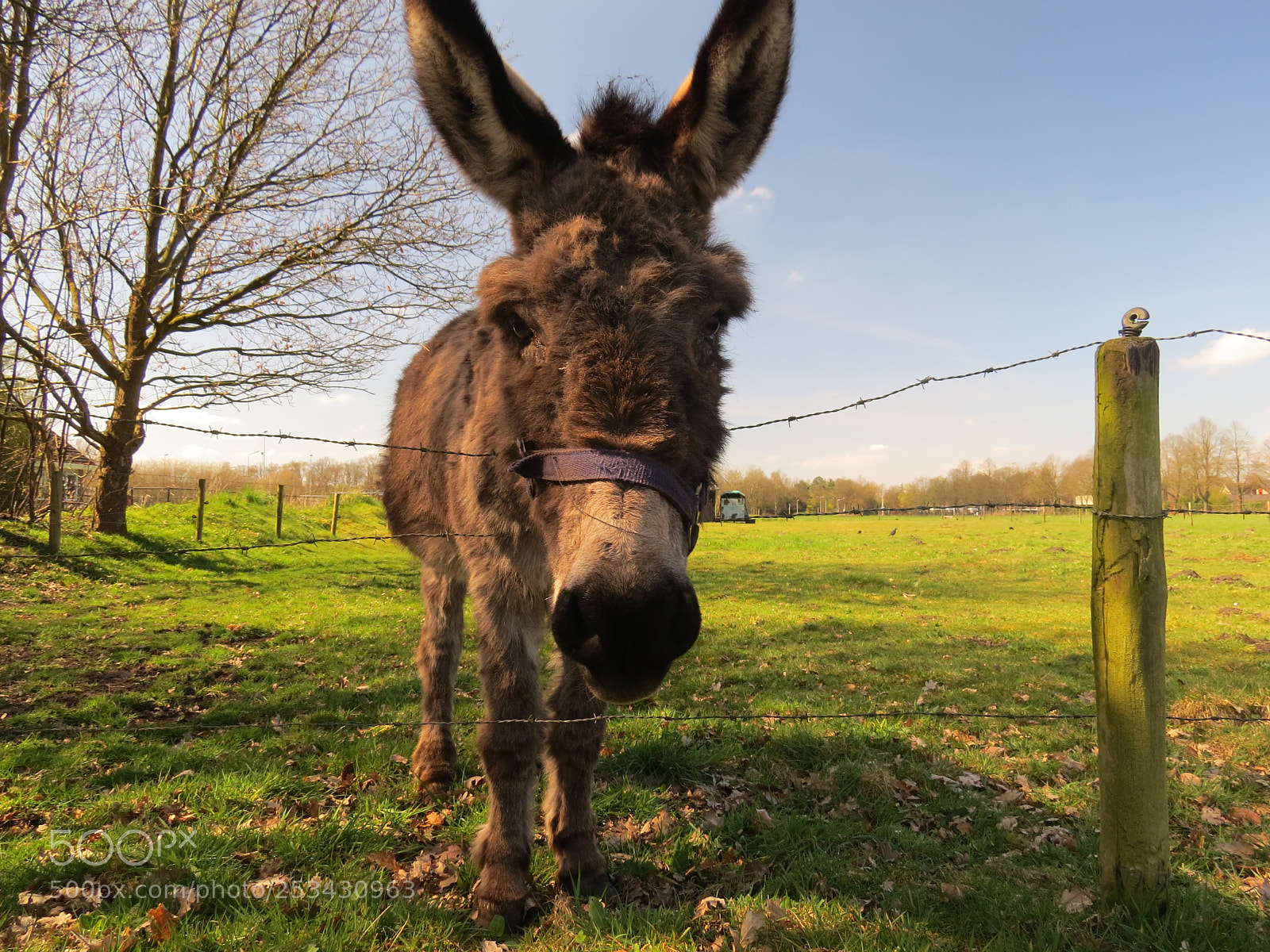 Canon PowerShot SX50 HS sample photo. Donkey photography