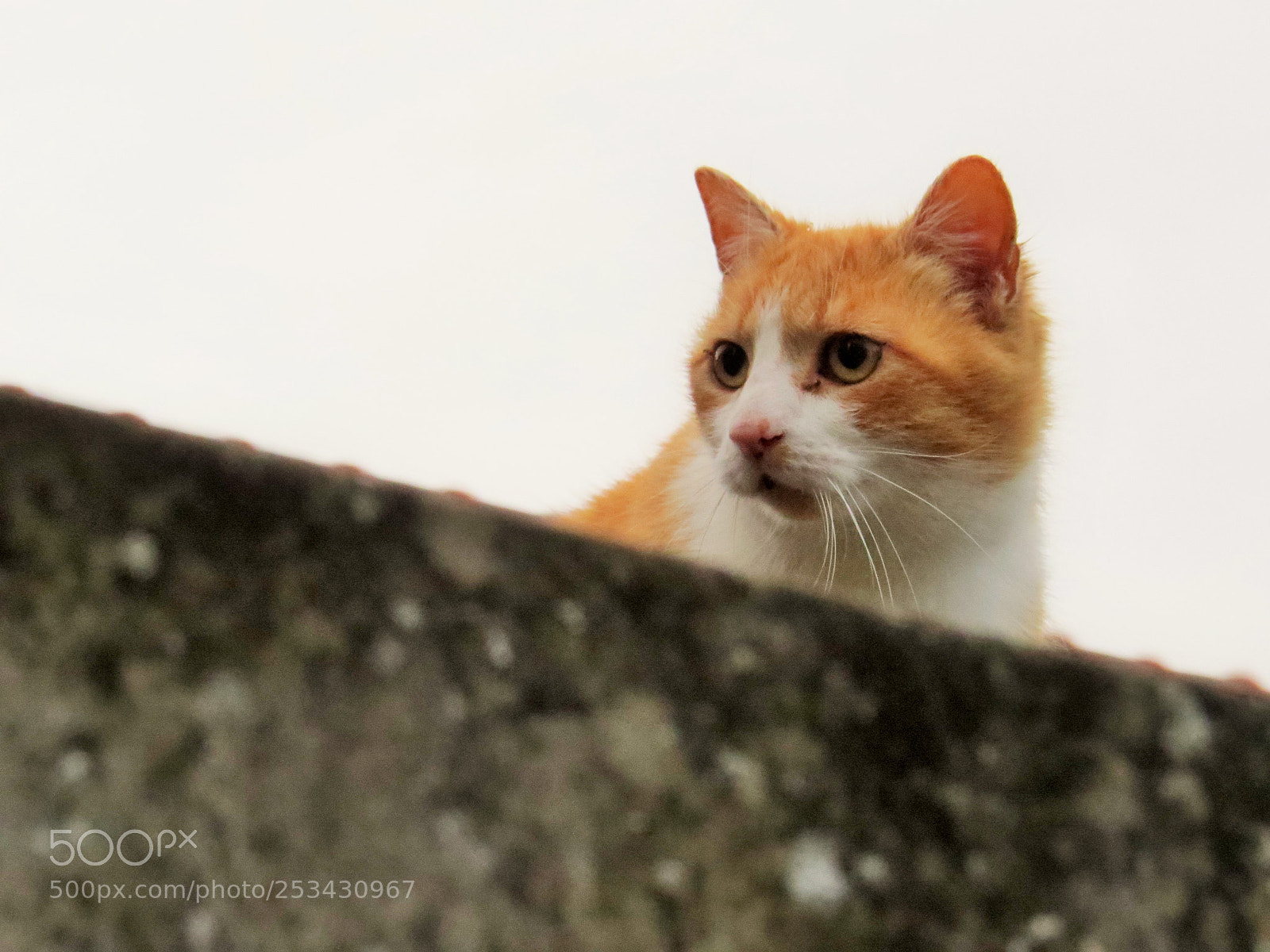 Canon PowerShot SX50 HS sample photo. Cat photography