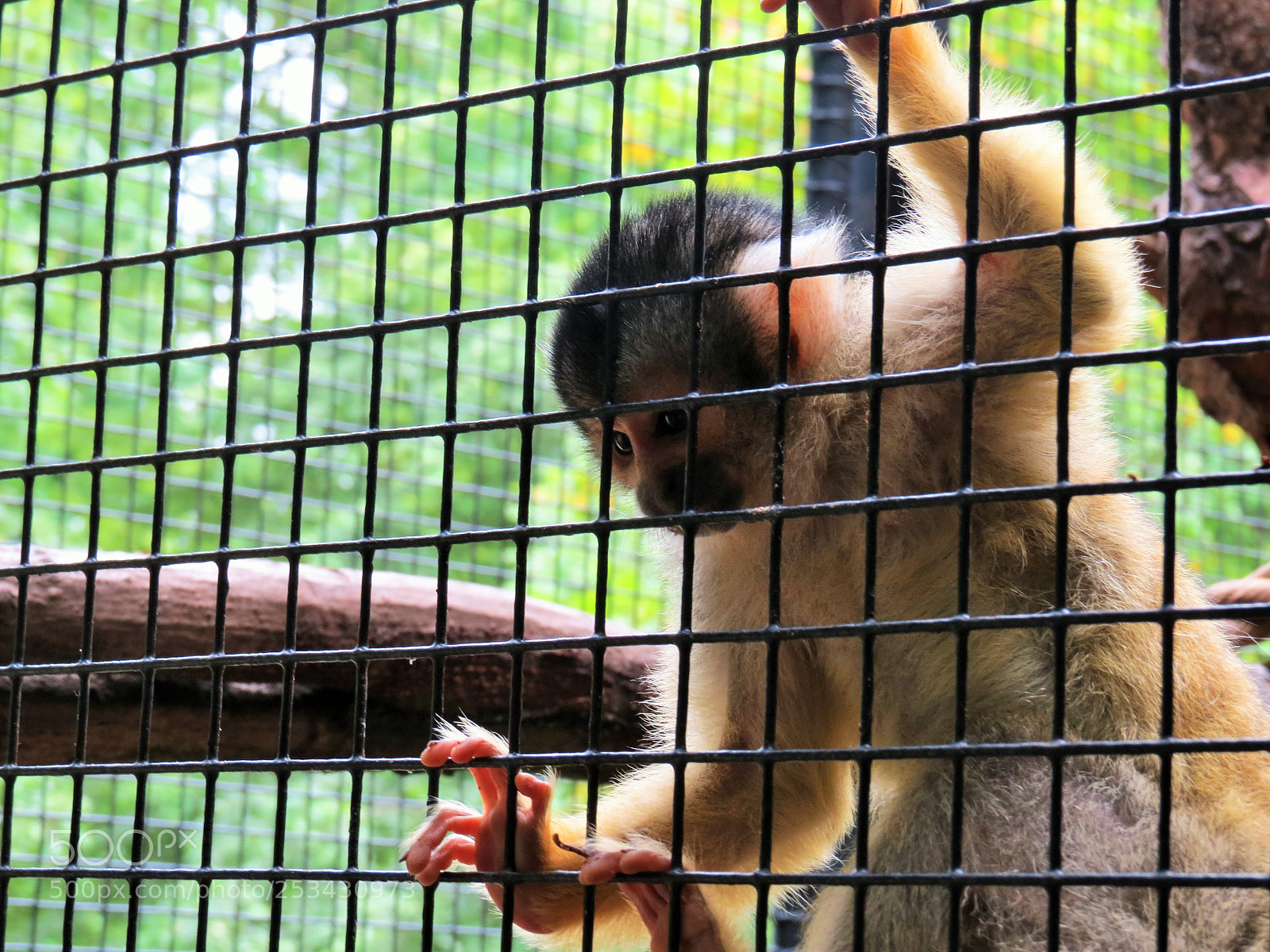 Canon PowerShot SX50 HS sample photo. Monkey photography