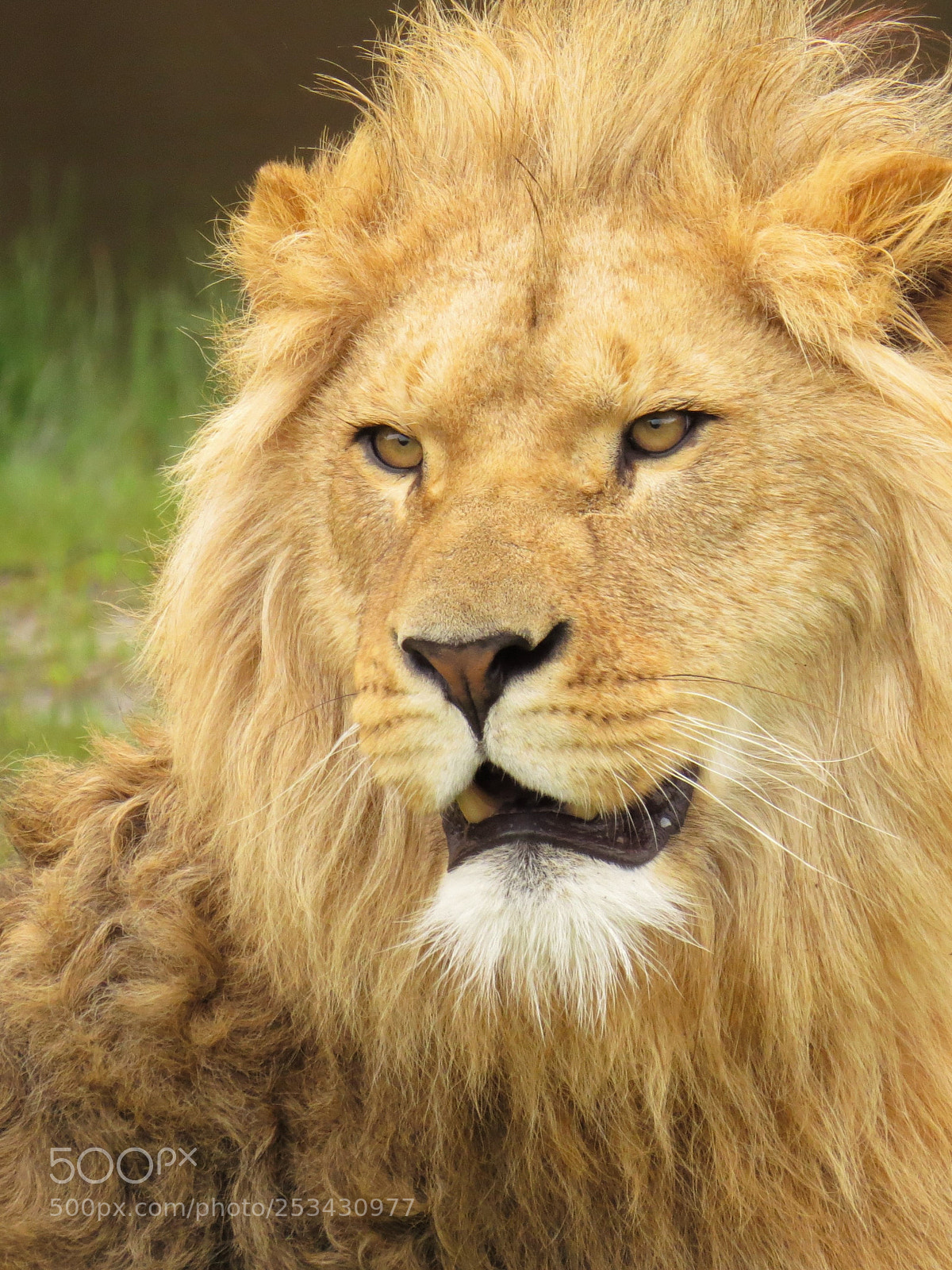 Canon PowerShot SX50 HS sample photo. Lion photography