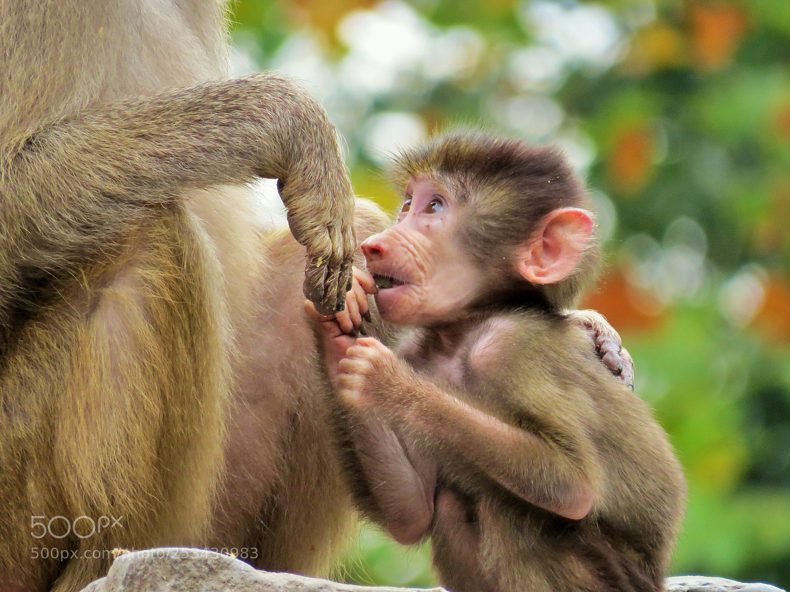 Canon PowerShot SX50 HS sample photo. Monkey photography