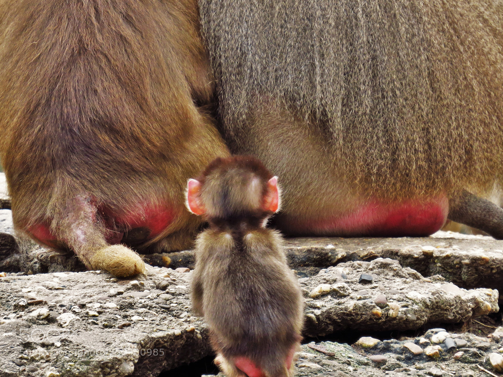 Canon PowerShot SX50 HS sample photo. Monkey photography