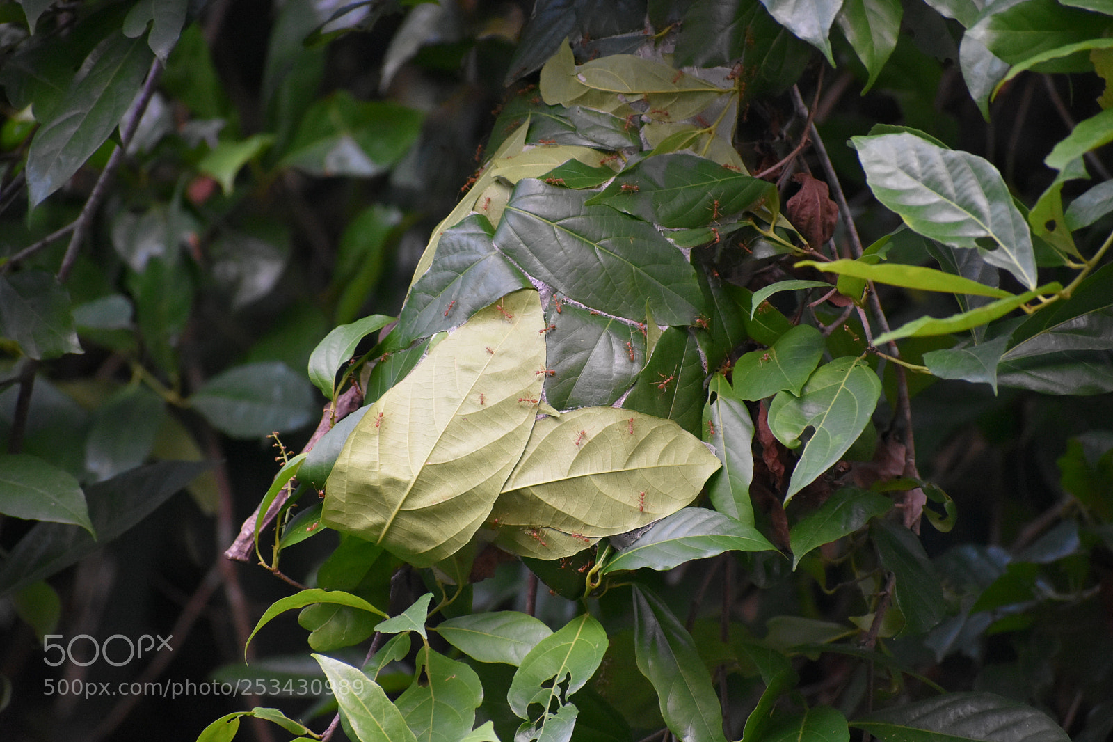 Nikon D3400 sample photo. Ants photography