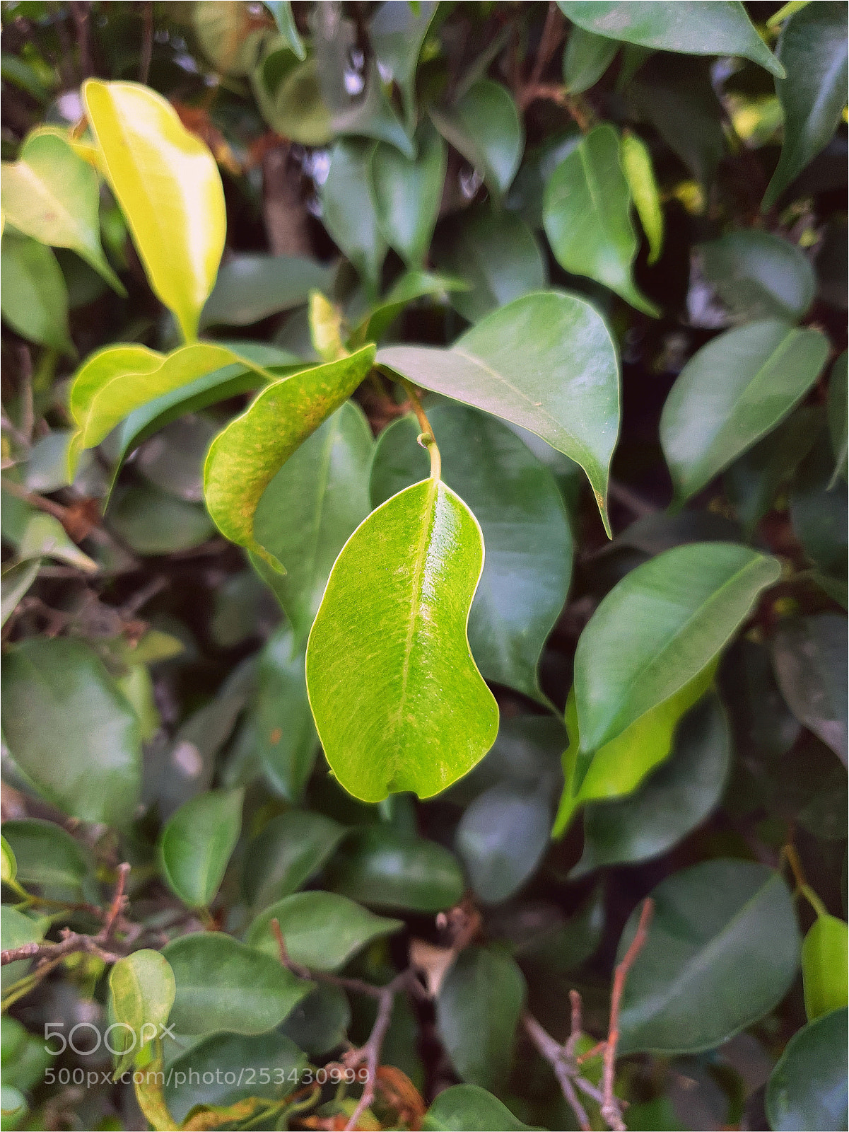 Samsung Galaxy S9+ sample photo. Green photography
