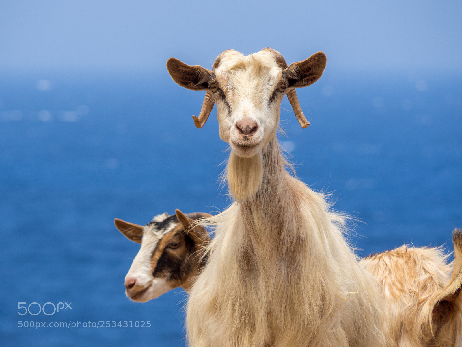 Olympus OM-D E-M10 sample photo. Two goats at the photography