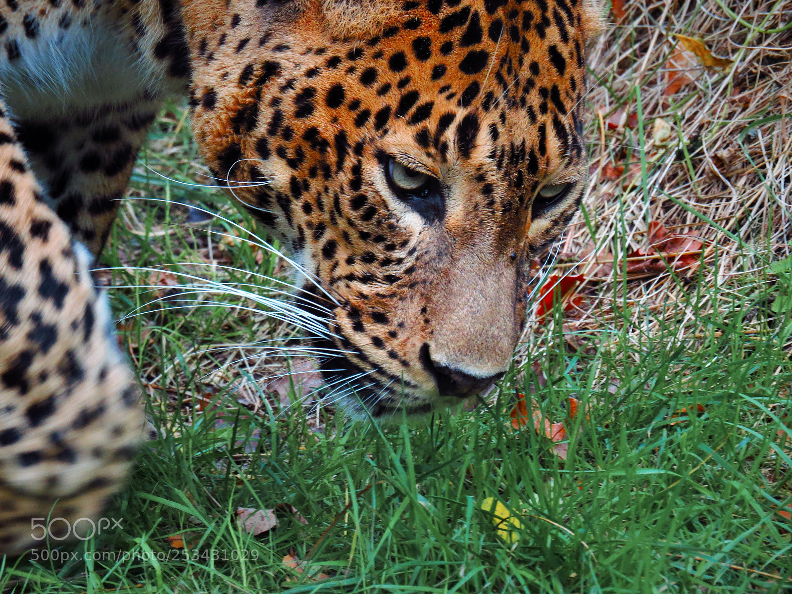Canon PowerShot SX50 HS sample photo. Leopard photography