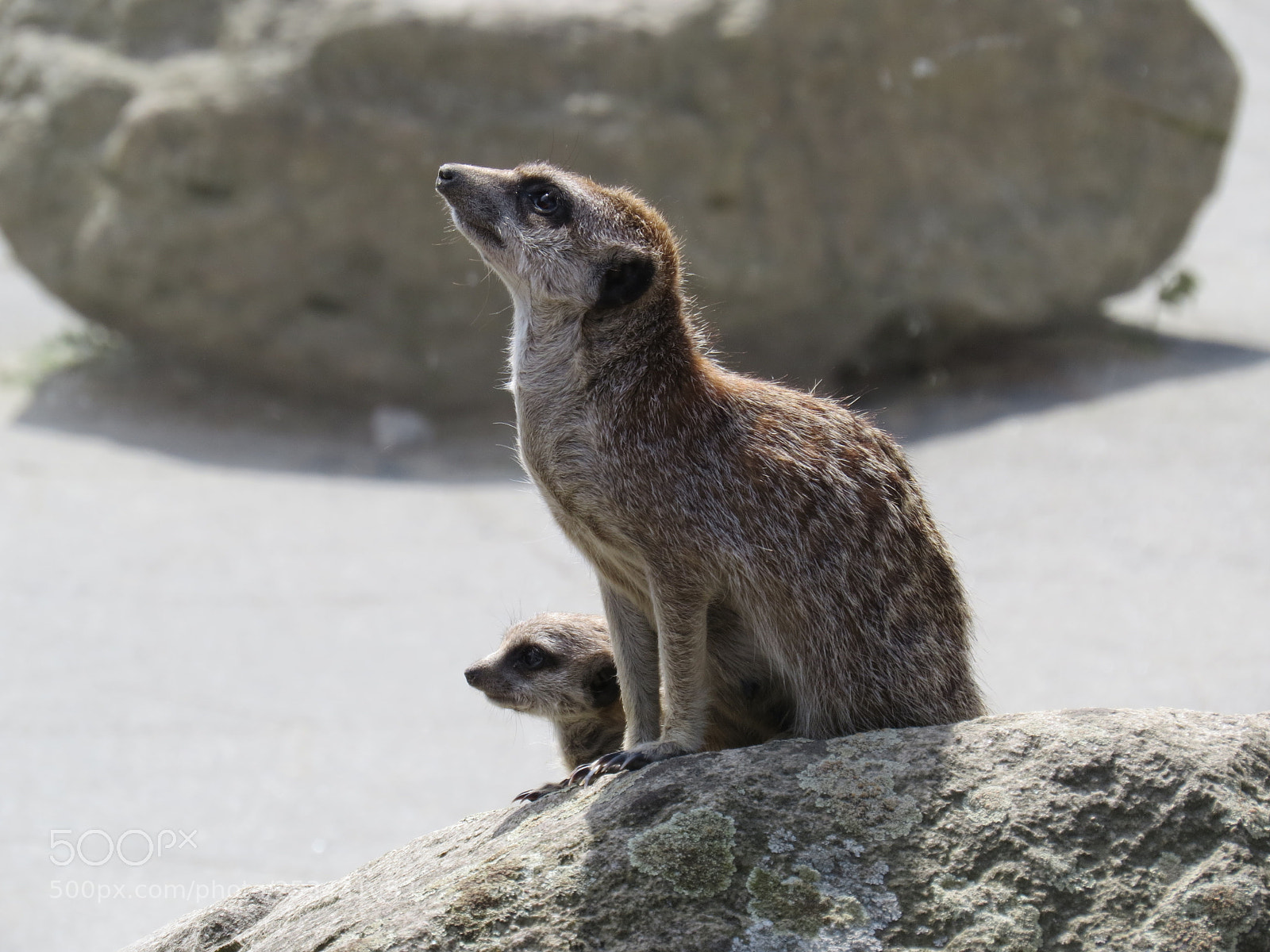 Canon PowerShot SX50 HS sample photo. Meerkat photography