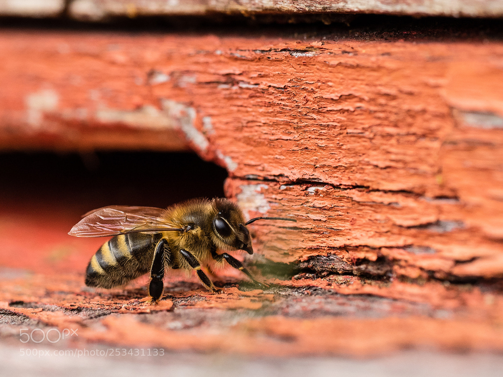 Olympus OM-D E-M1 sample photo. Bees 3 photography
