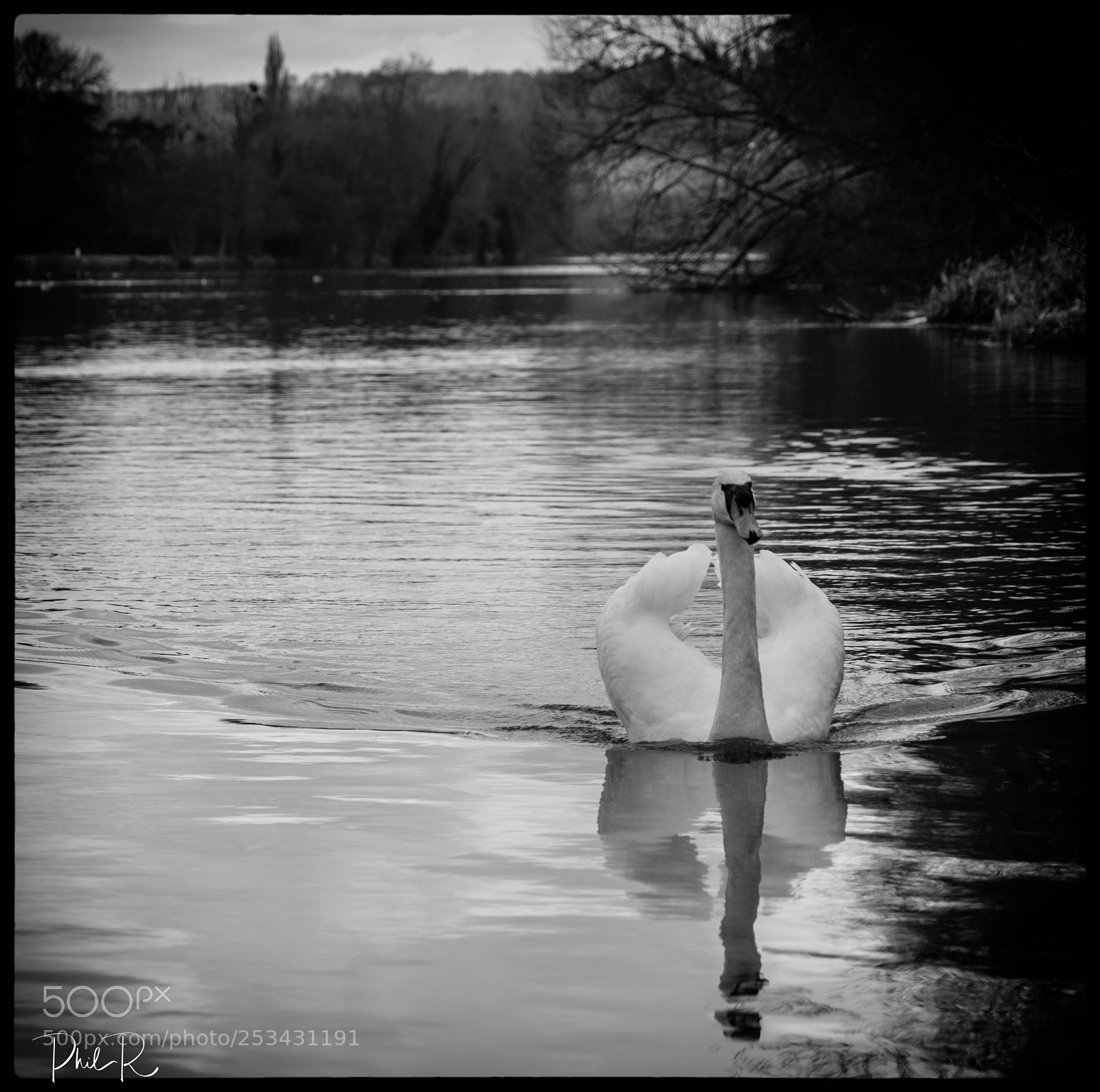 Sony a7R sample photo. The stately-sailing swan photography
