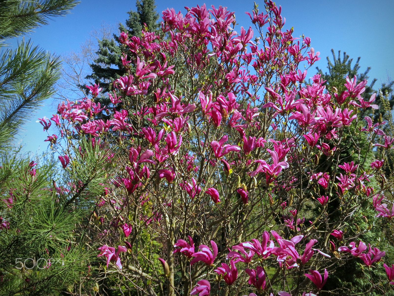 Canon PowerShot S100 sample photo. Magnolia 'susan' photography