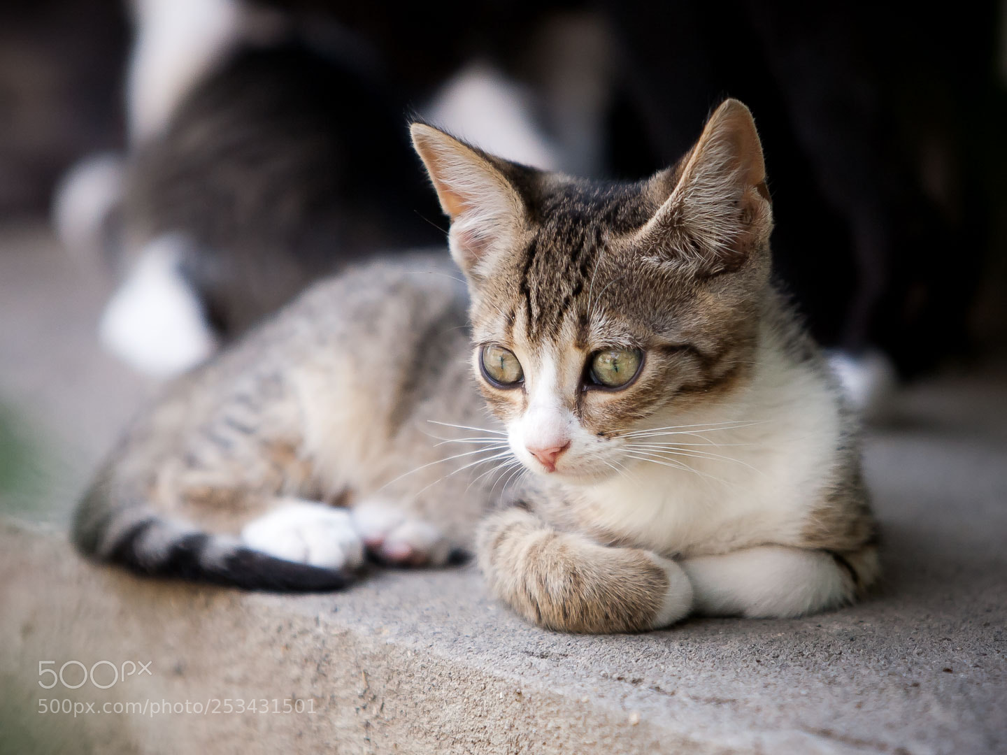 Canon EOS 5D sample photo. Domestic cat close up photography