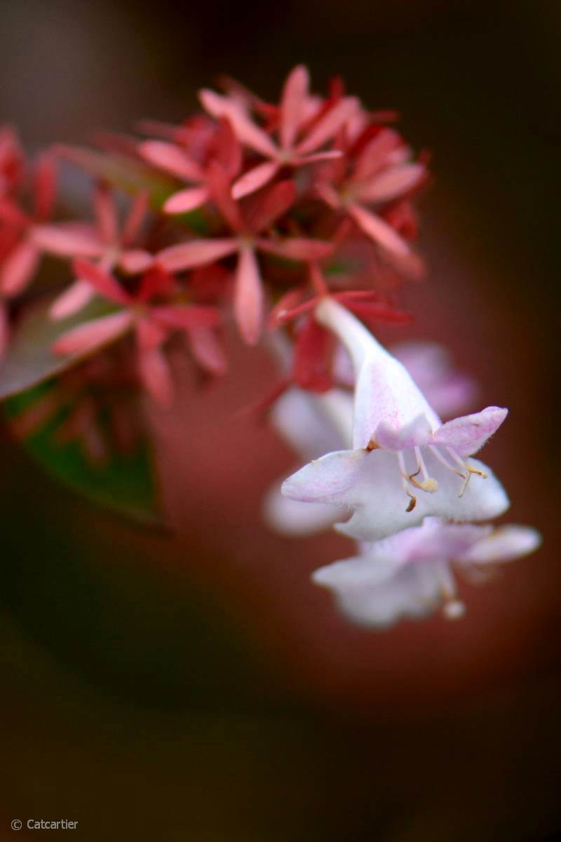 Nikon AF-S Micro-Nikkor 105mm F2.8G IF-ED VR sample photo. Clochettes suspendues photography