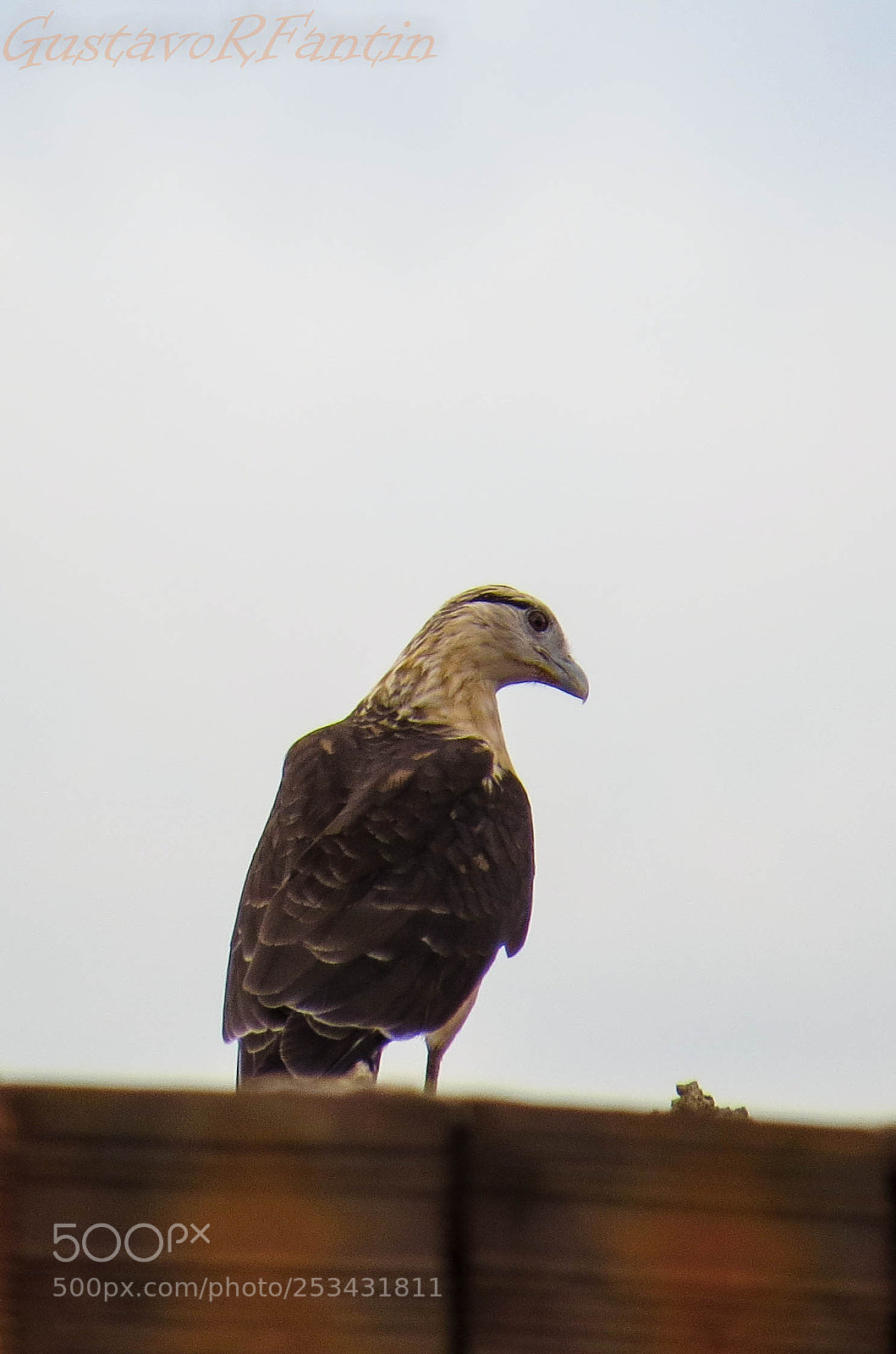 Canon PowerShot SX50 HS sample photo. Img photography