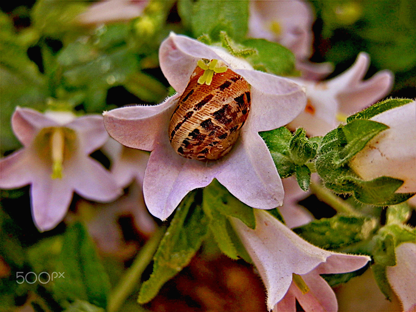 Olympus SZ-10 sample photo. Flower and snail photography