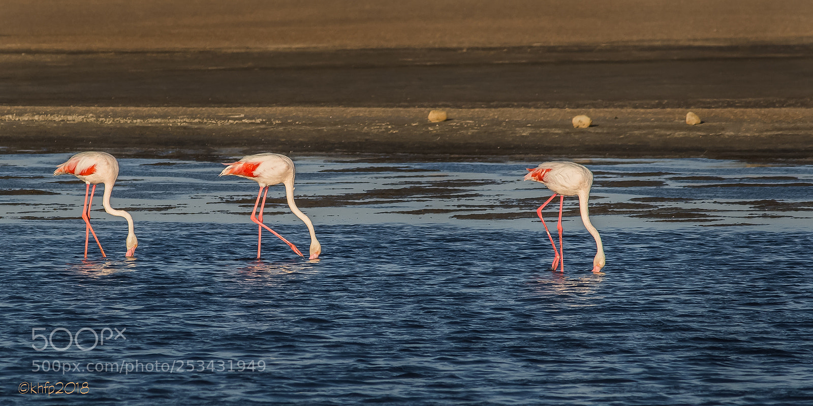Canon EOS 650D (EOS Rebel T4i / EOS Kiss X6i) sample photo. Three flamingos photography