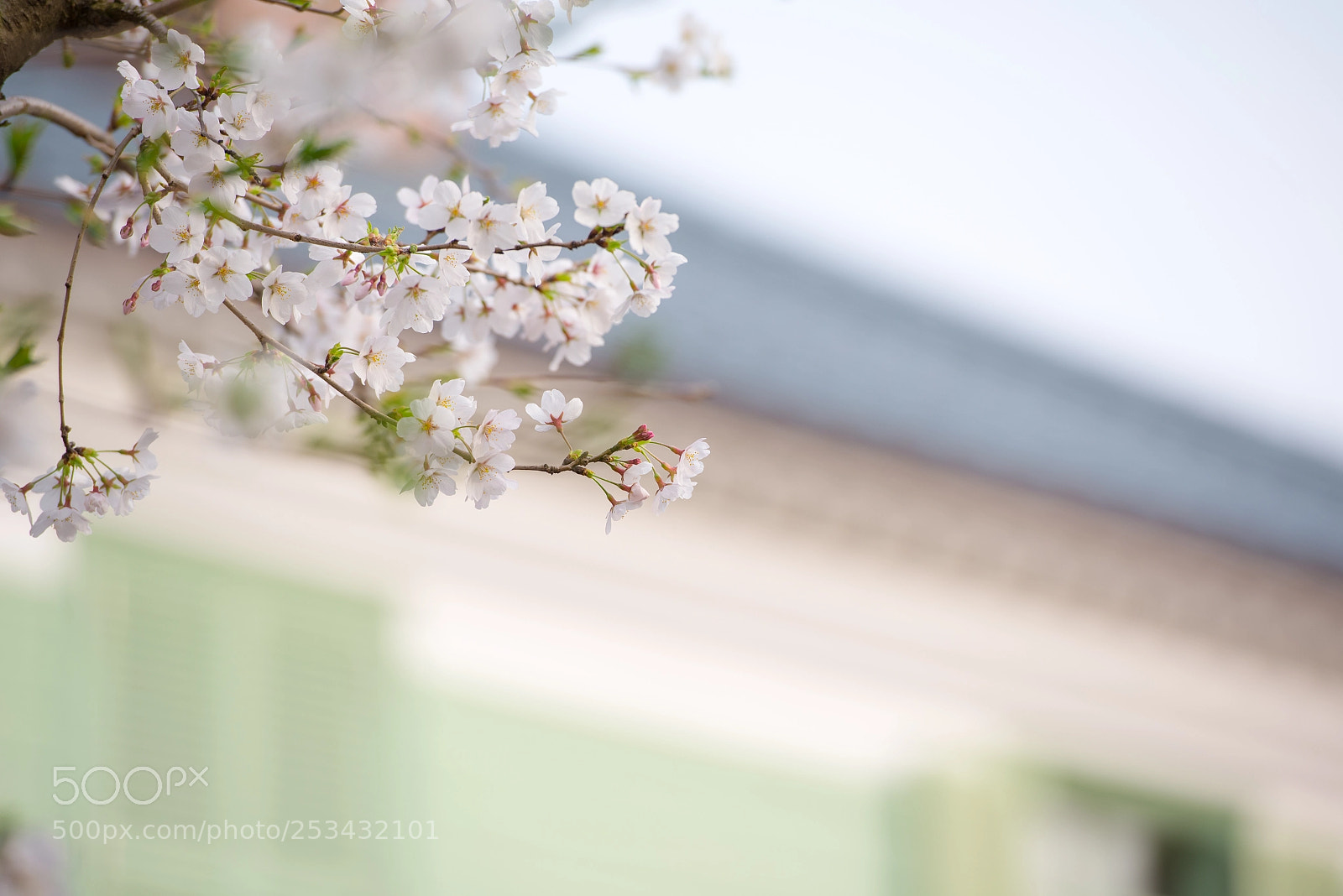 Nikon D600 sample photo. Sakura photography