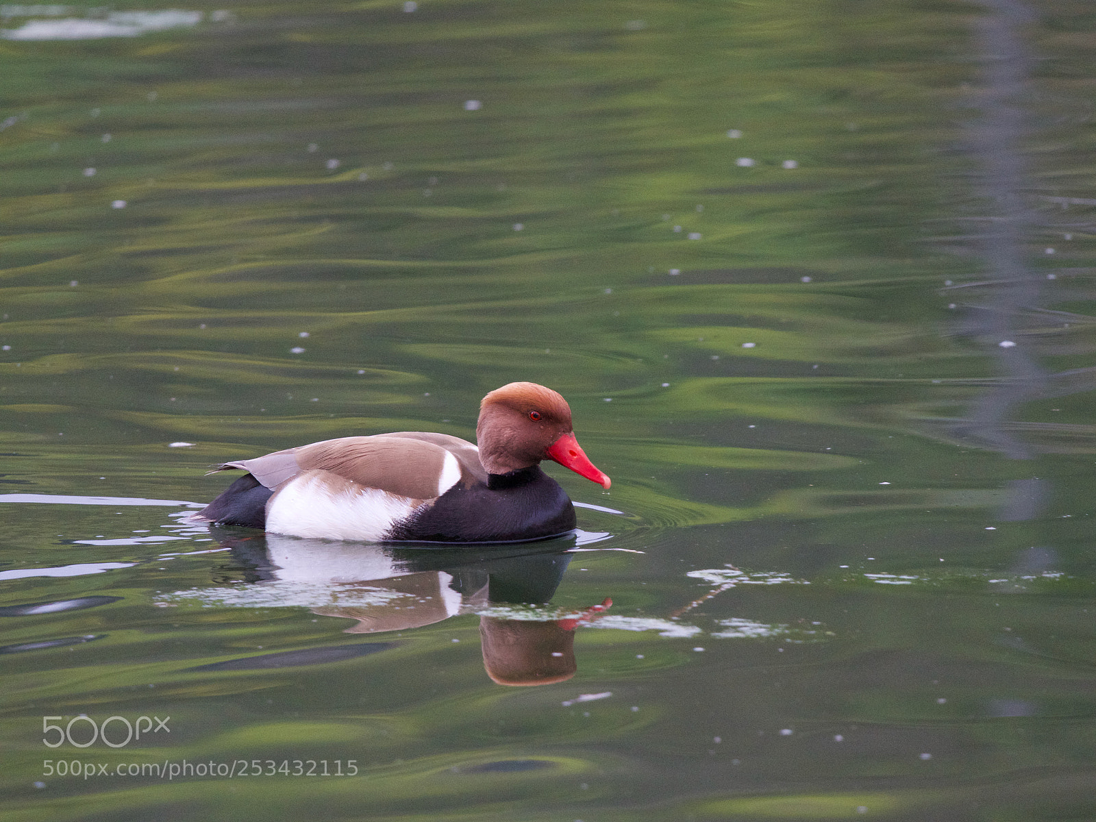 Panasonic Lumix DC-GH5 sample photo. Canard roux photography