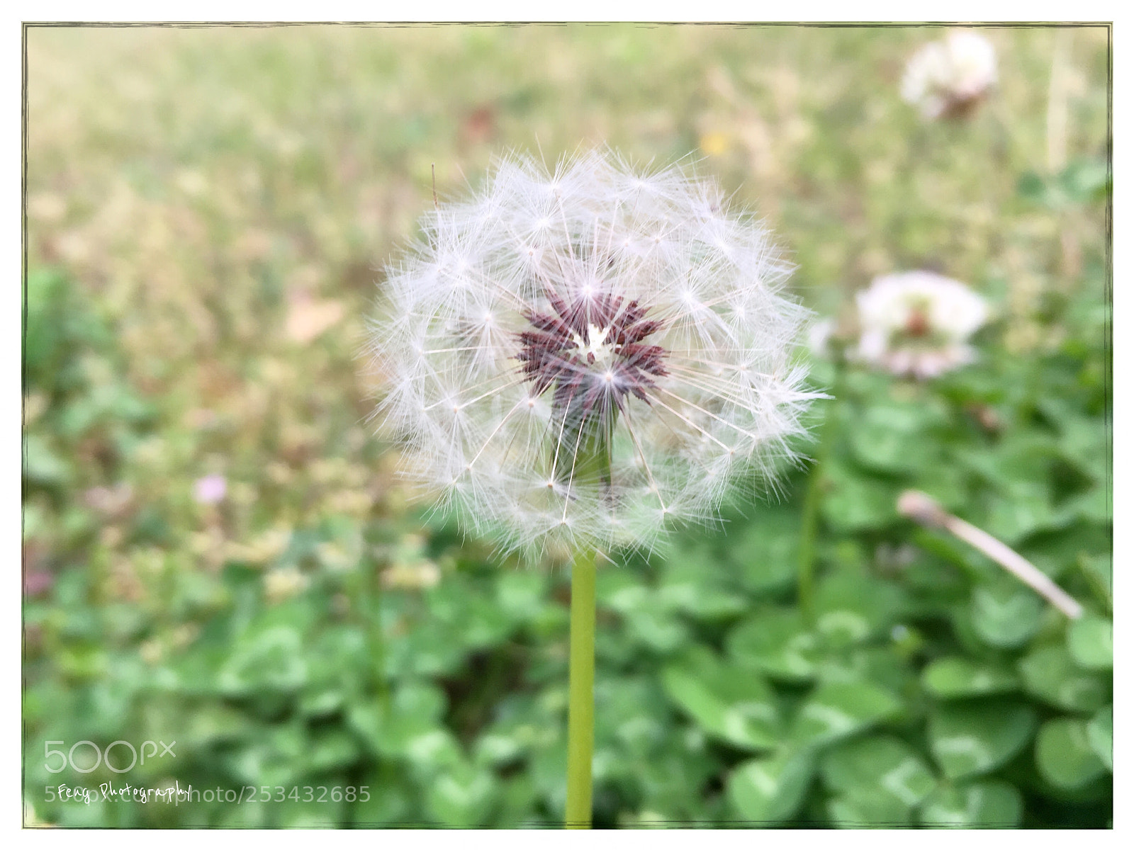 Apple iPhone SE sample photo. 蒲公英 photography