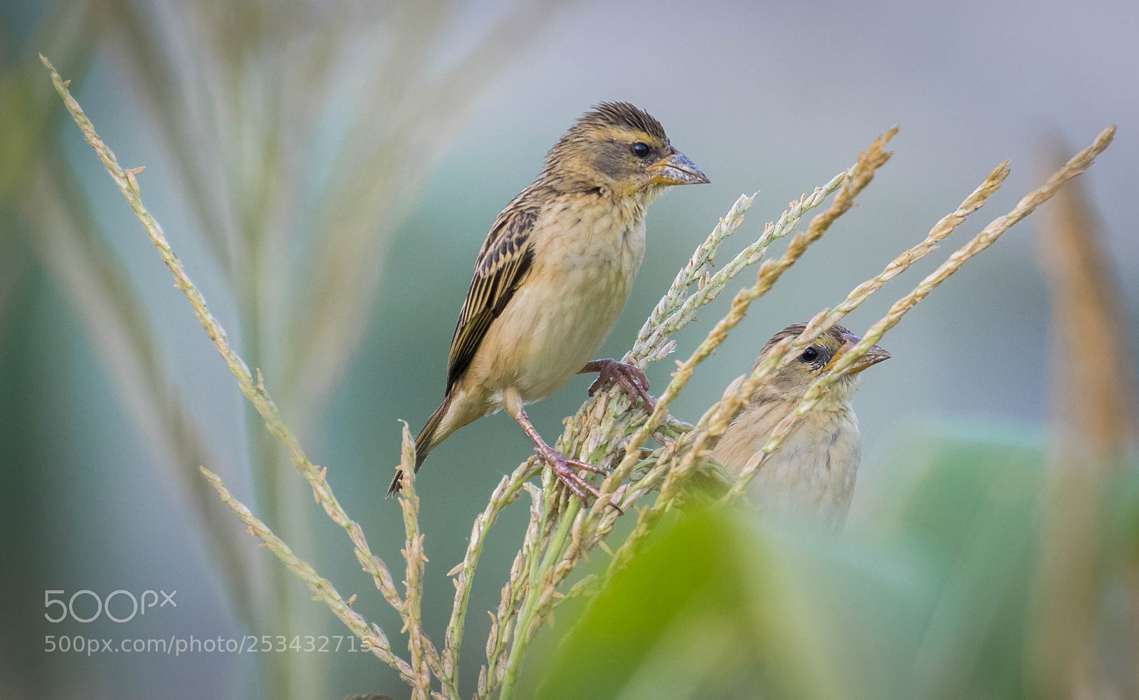 Nikon D5300 sample photo. Baya weaver photography