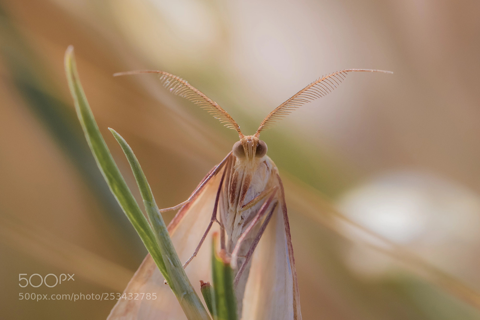 Canon EOS 80D sample photo. Moth photography