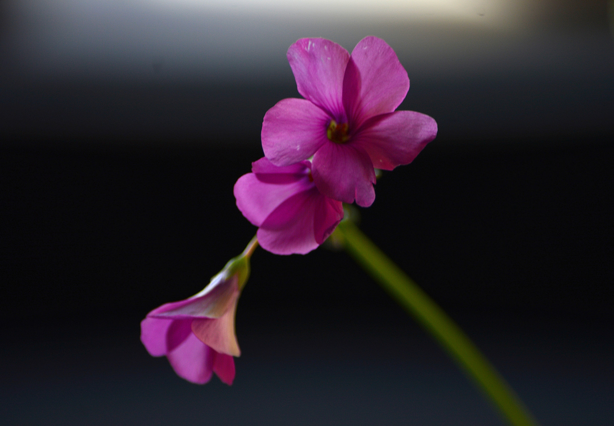 Nikon D3200 sample photo. Wildflowers photography