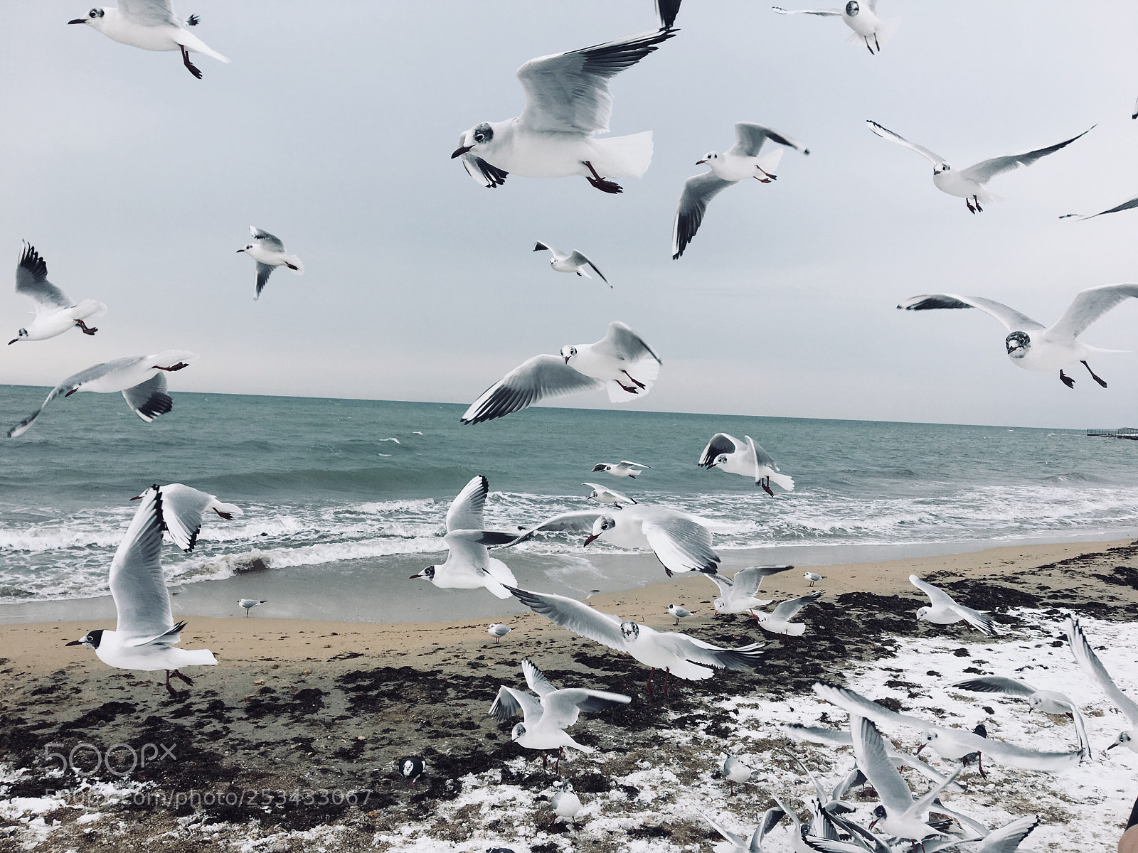 Apple iPhone 6s sample photo. Crazy birds  photography