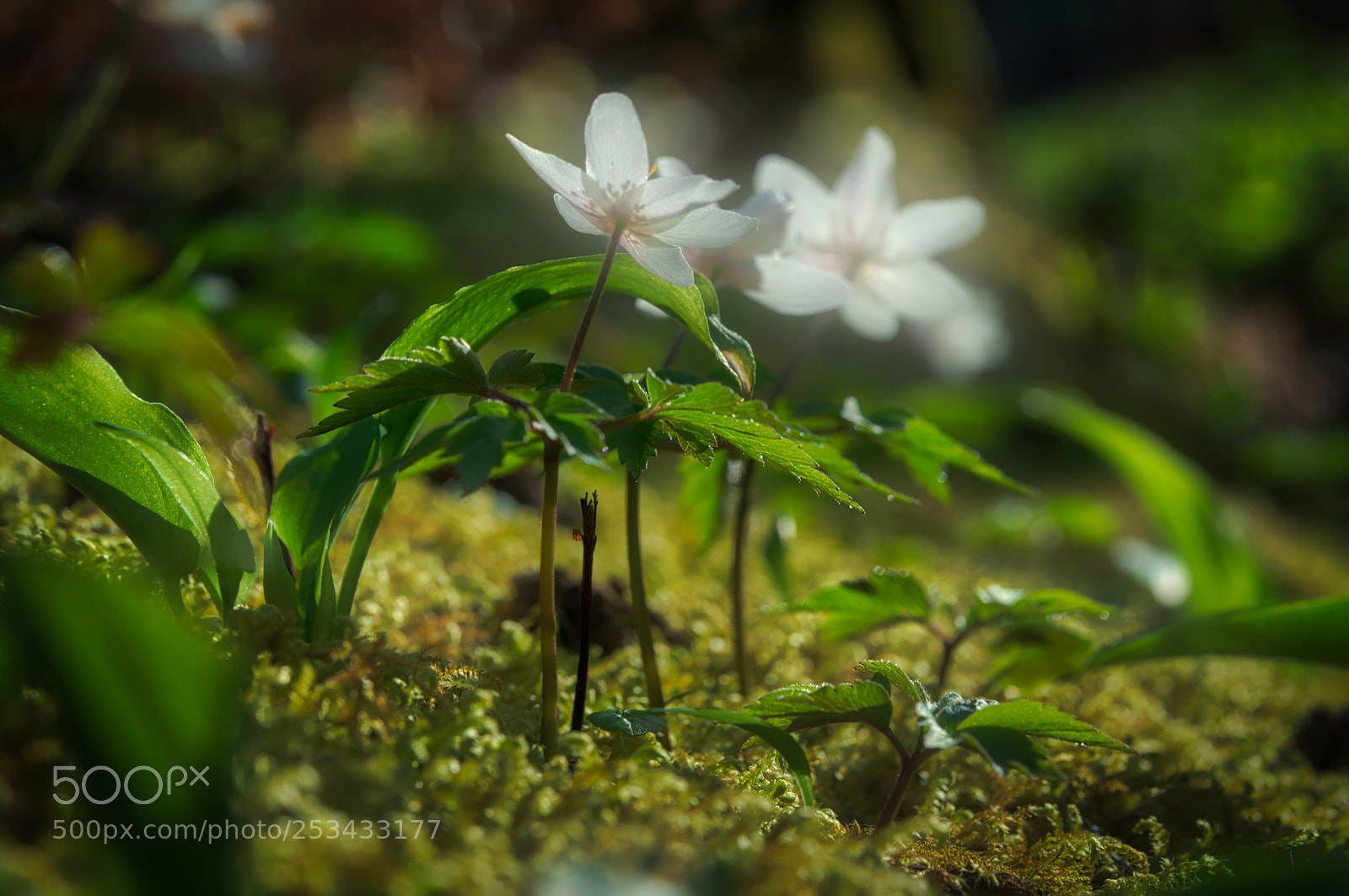 Sony a7R III sample photo. Spring dream photography