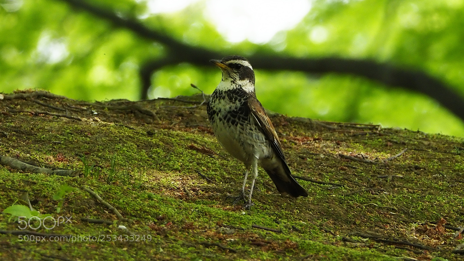 Olympus OM-D E-M1 Mark II sample photo. Dusky thrush photography