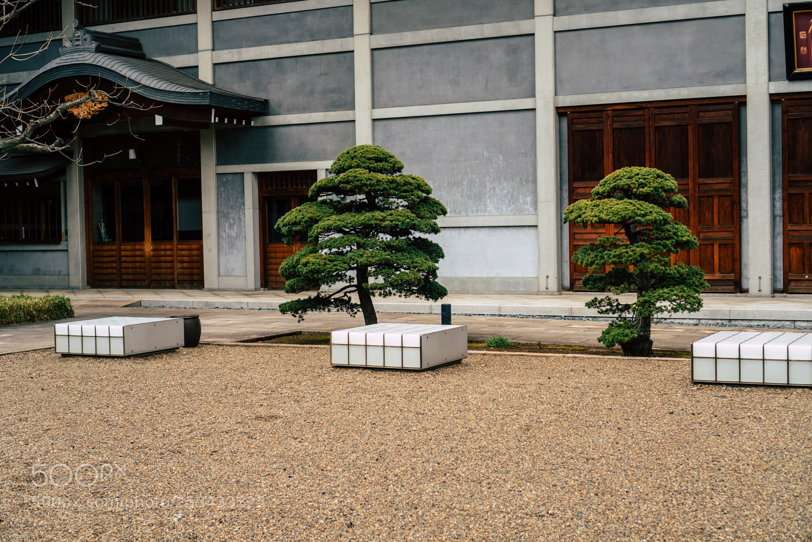 Sony a6300 sample photo. Tree photography